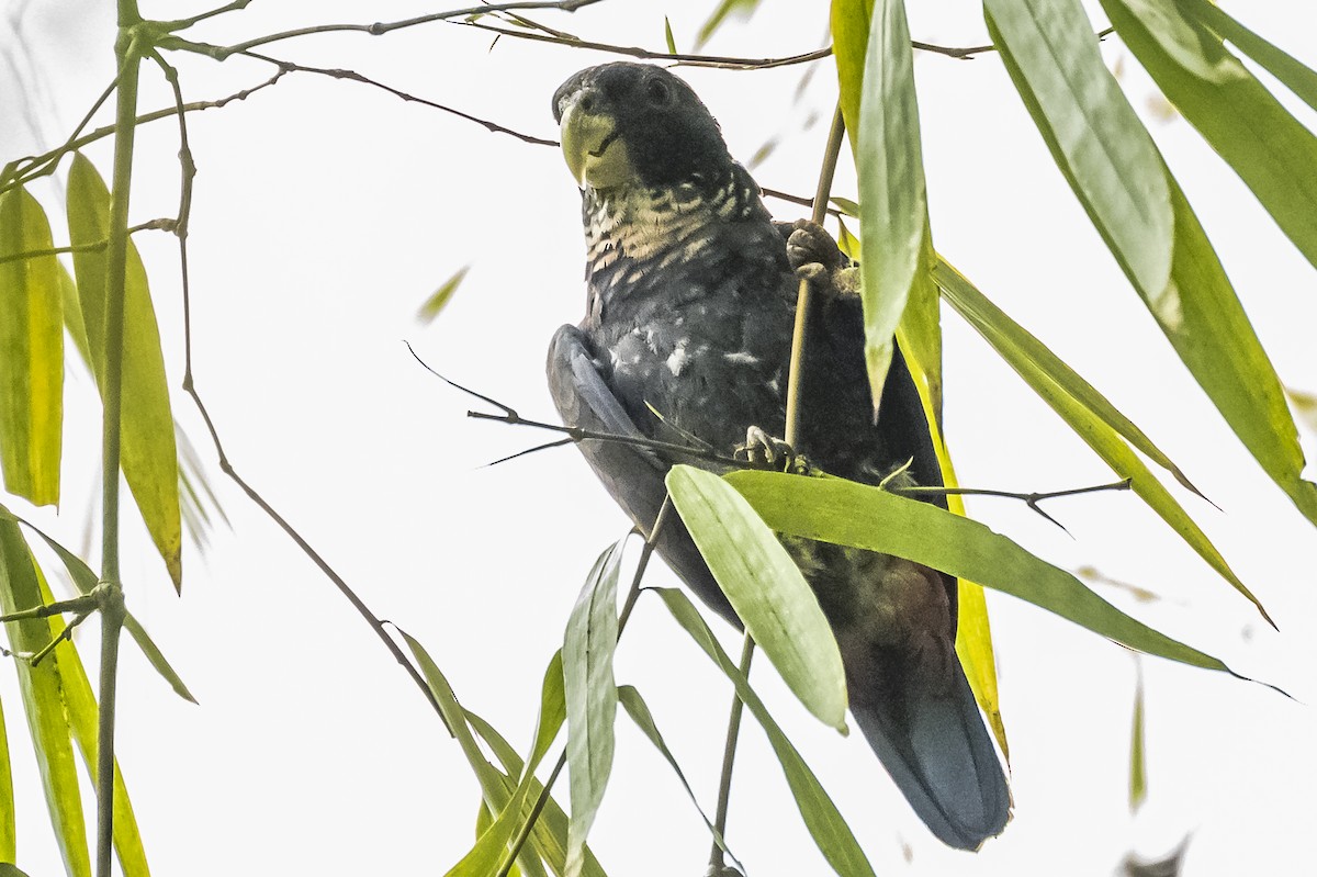 Bronze-winged Parrot - ML614783571