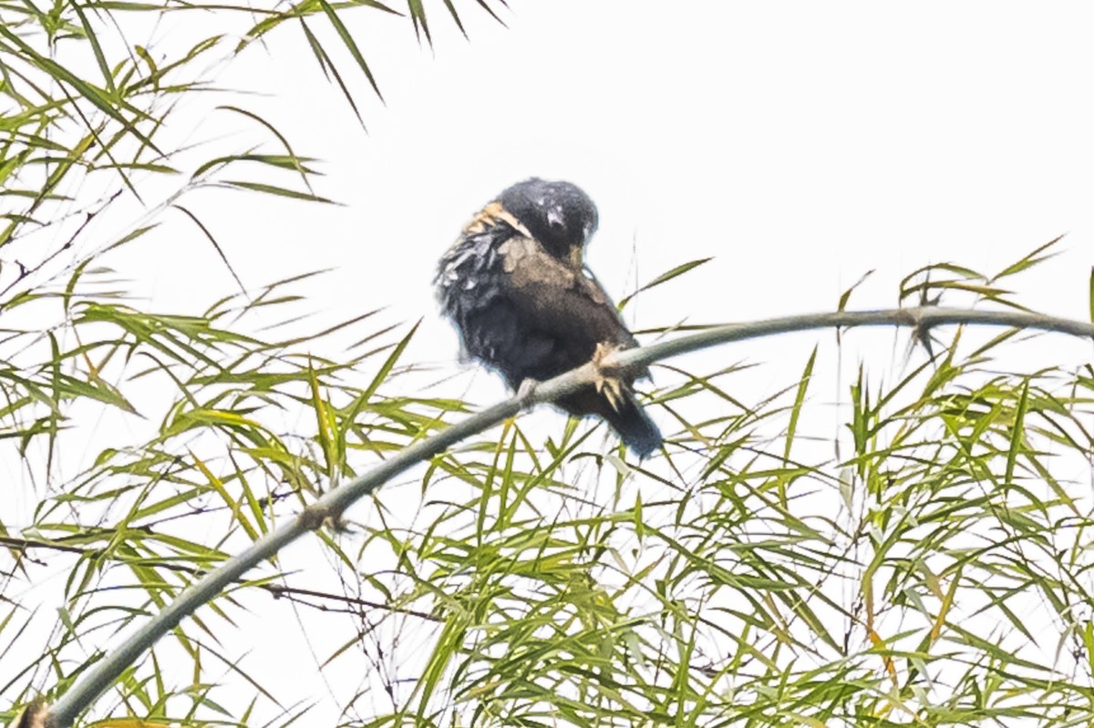 Bronze-winged Parrot - ML614783572