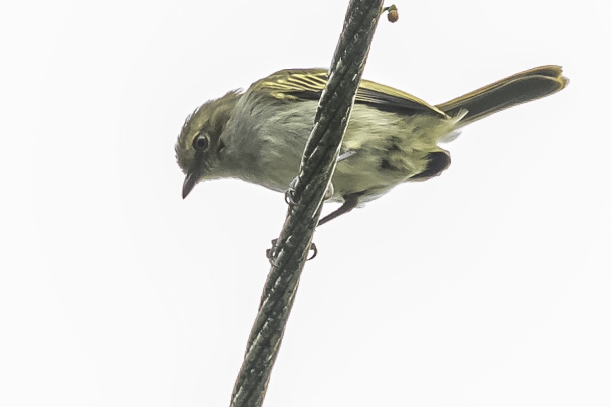 Choco Tyrannulet - Amed Hernández