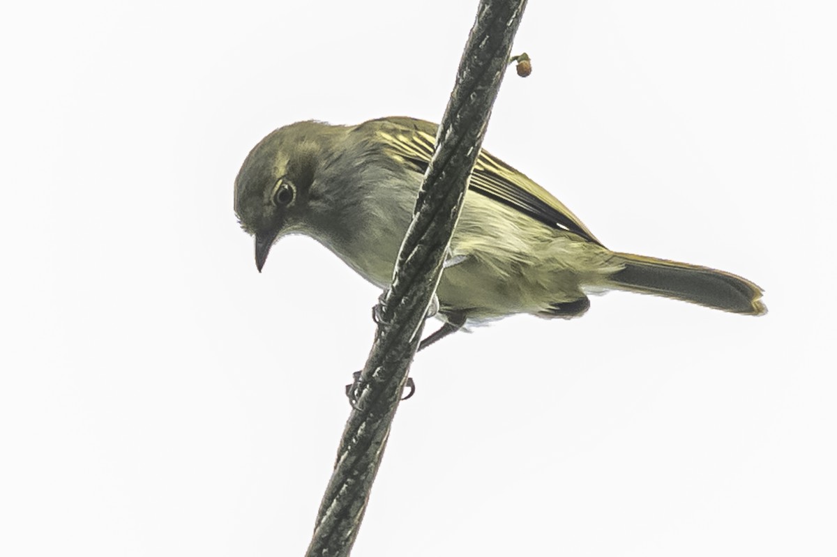 Choco Tyrannulet - Amed Hernández