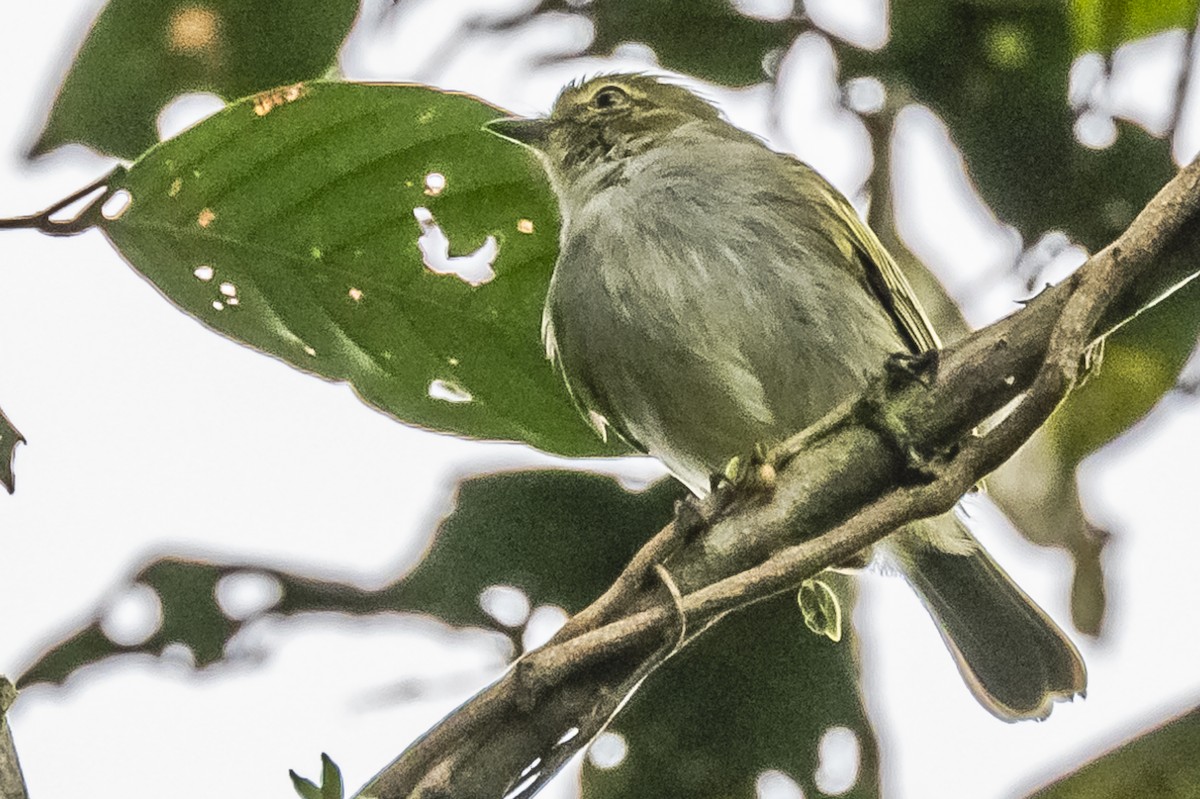 Choco Tyrannulet - Amed Hernández