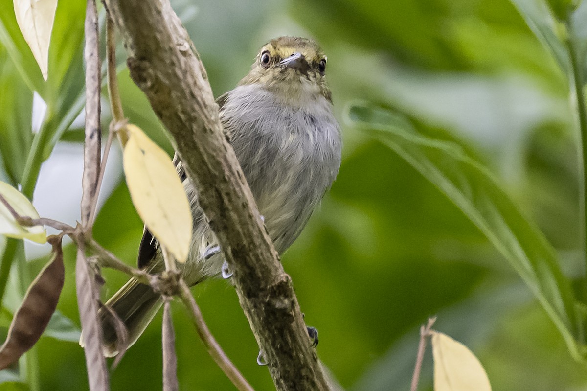 Choco Tyrannulet - Amed Hernández