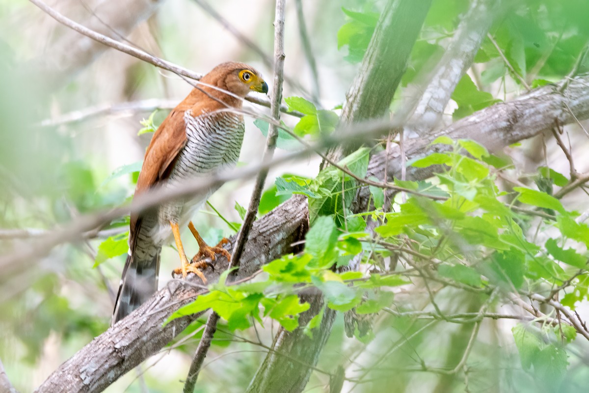 Barred Forest-Falcon - ML614783699