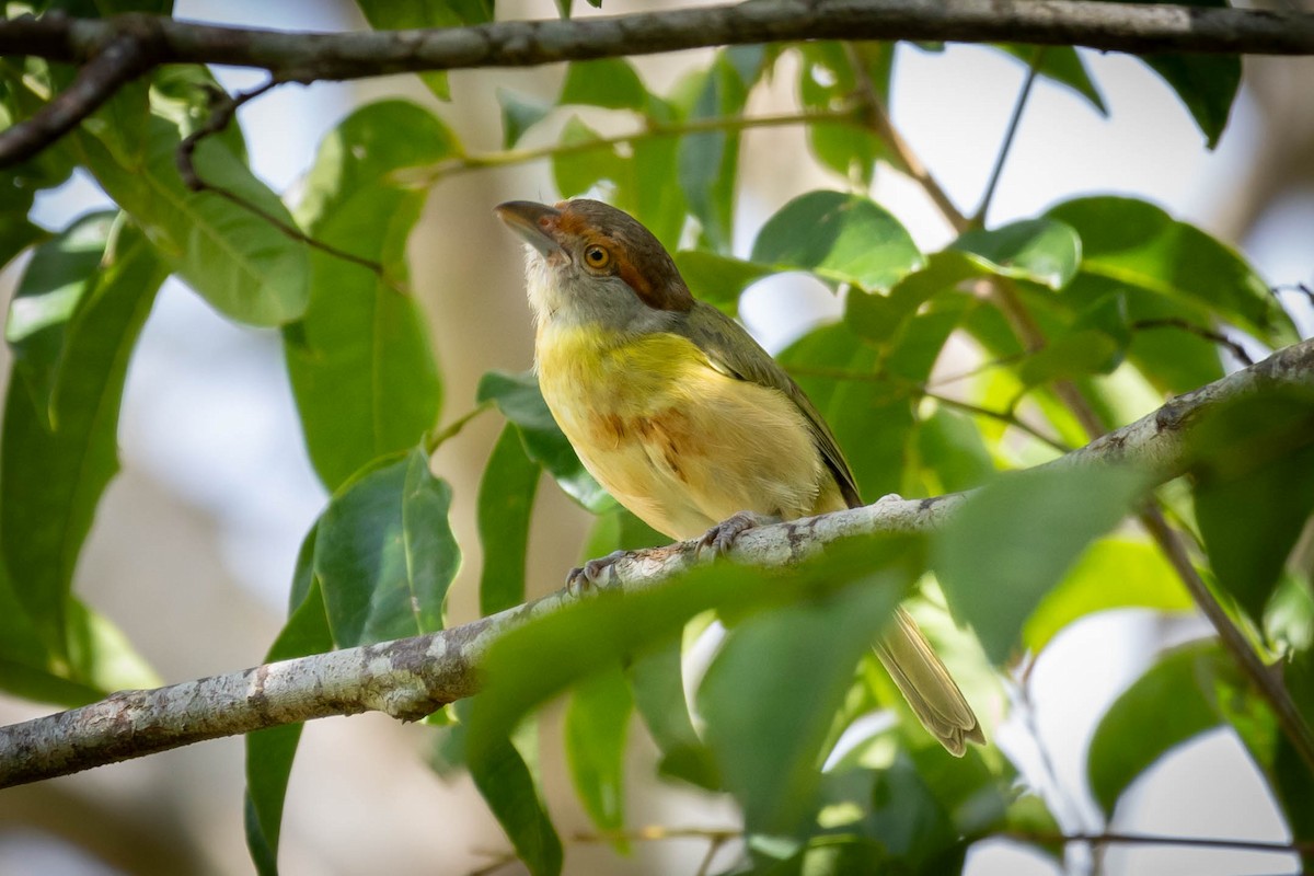 Rufous-browed Peppershrike - ML614783715