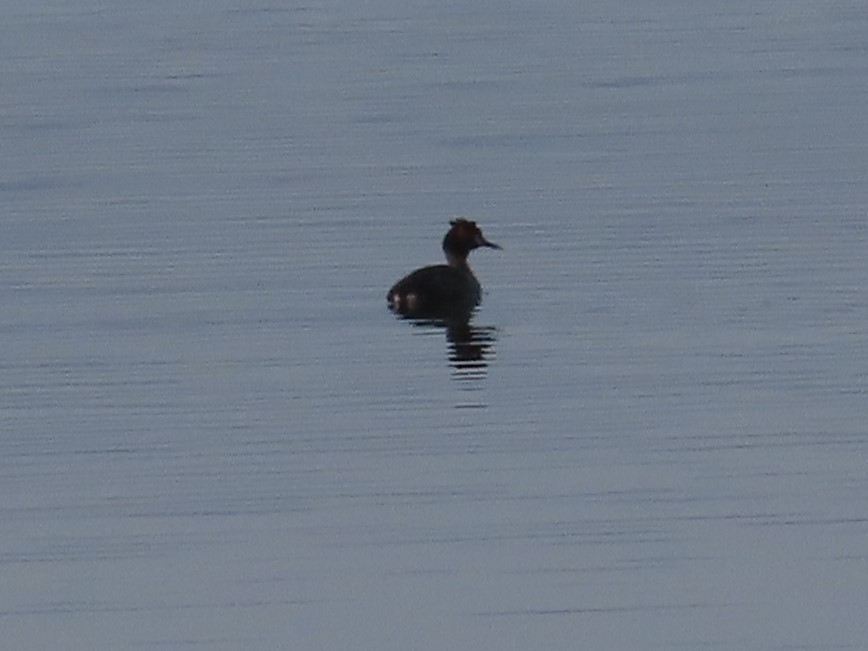 Great Crested Grebe - ML614783772