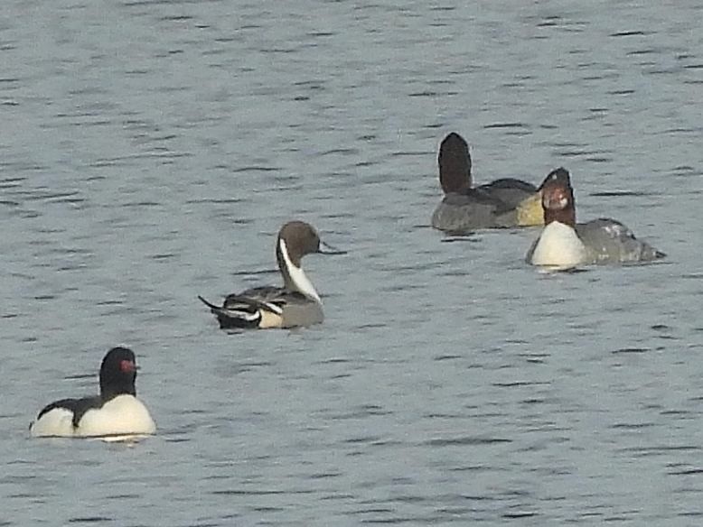 Northern Pintail - Bill Nolting