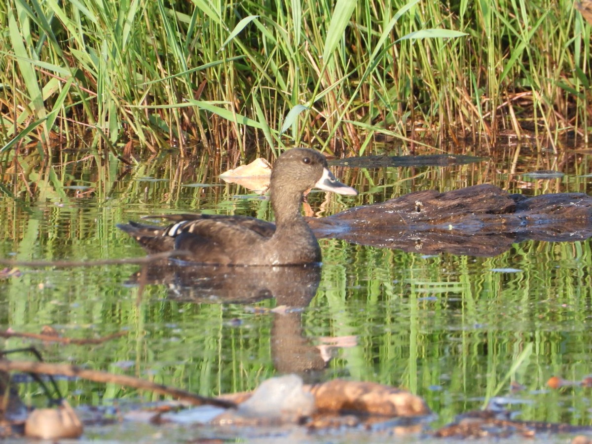 Canard noirâtre - ML614783778