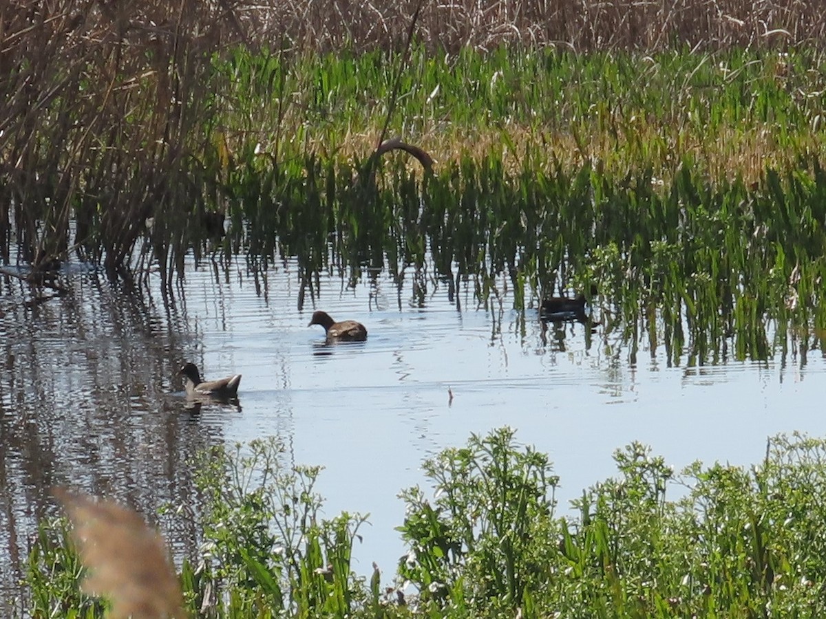 Eurasian Moorhen - ML614783796