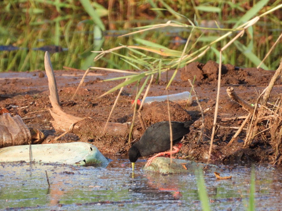 アフリカクロクイナ - ML614783811