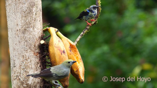 Palm Tanager - ML614783878