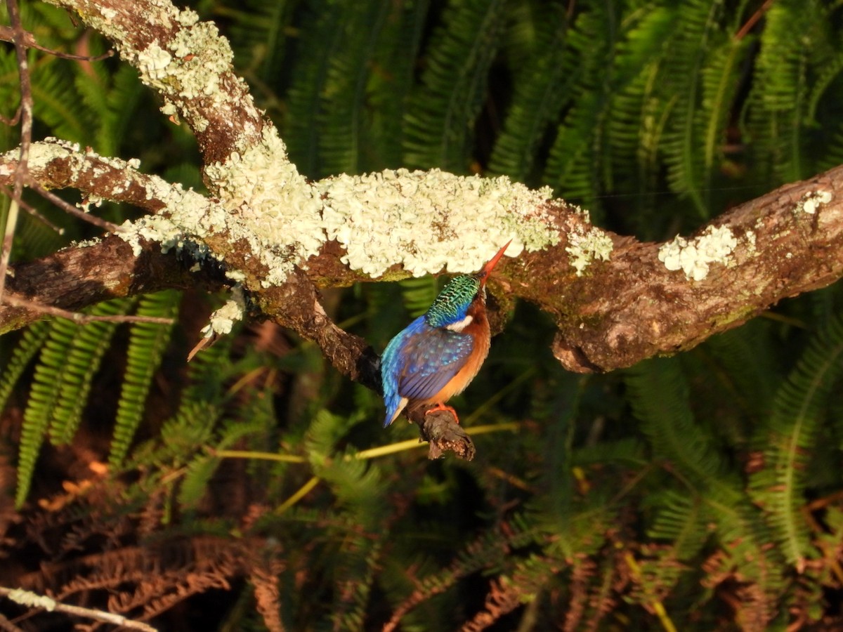 Malachite Kingfisher - Lloyd Weber