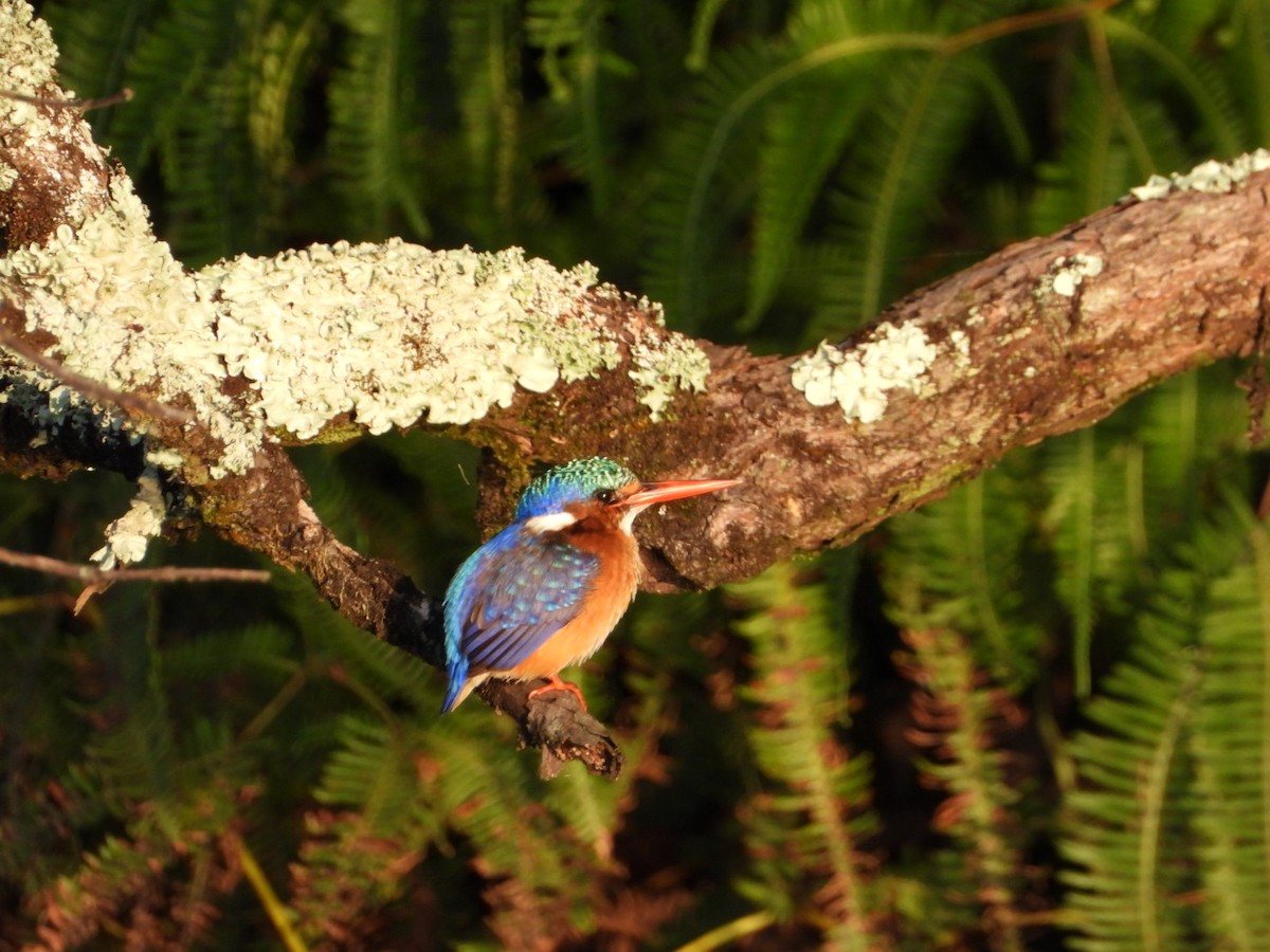 カンムリカワセミ - ML614783910