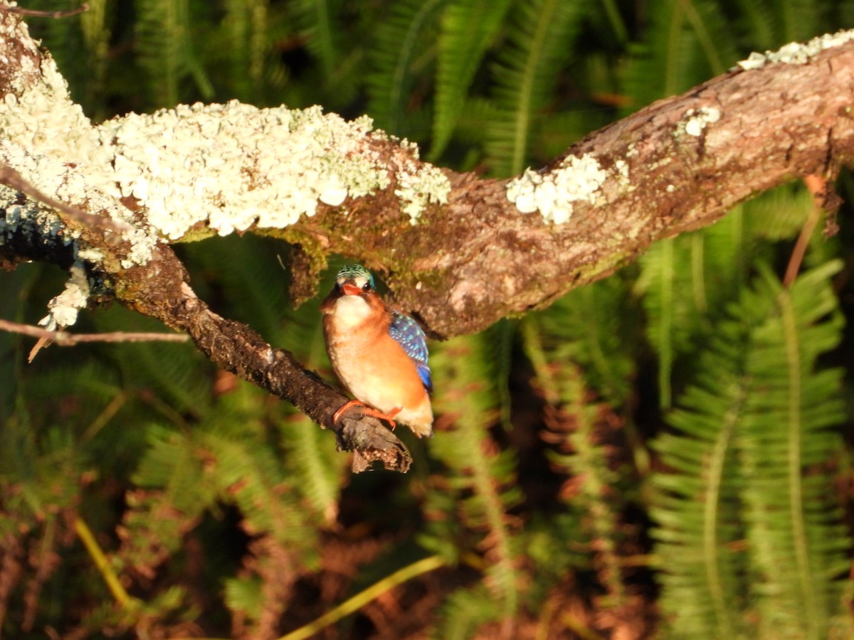 カンムリカワセミ - ML614783912