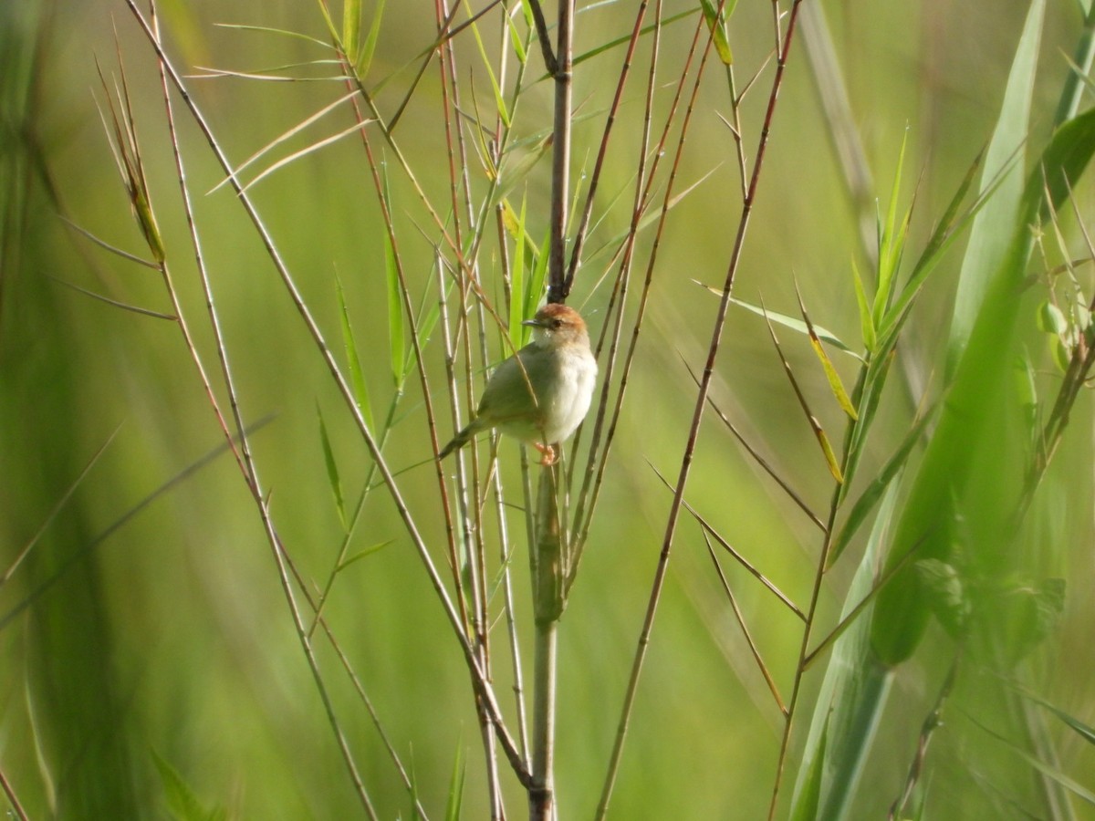 アカボウシセッカ - ML614783914