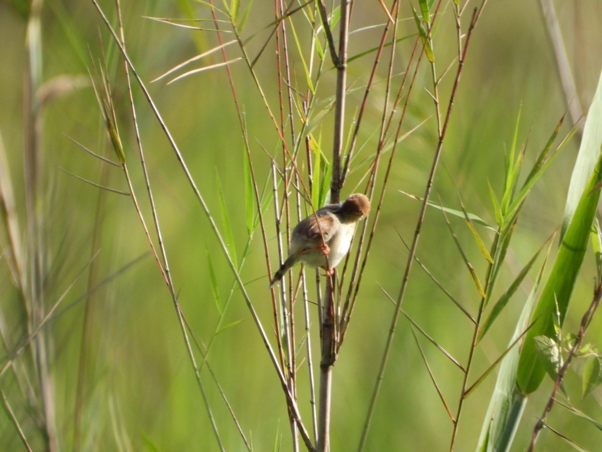 アカボウシセッカ - ML614783915