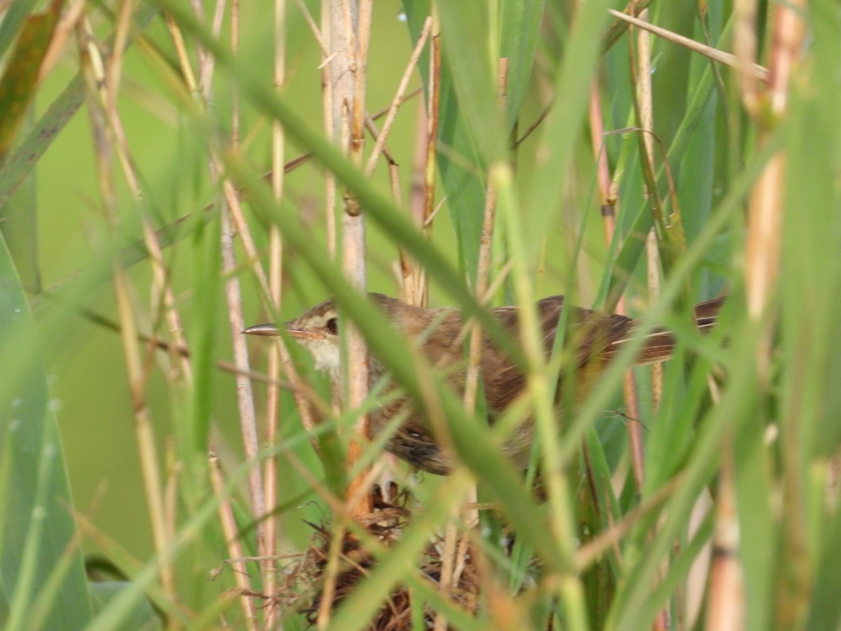 アシナガヨシキリ - ML614783922