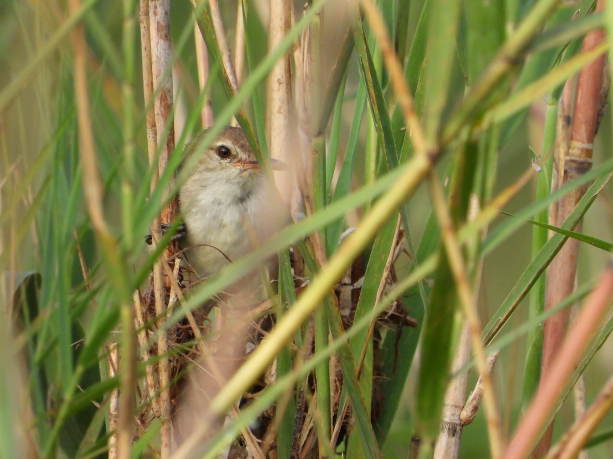 アシナガヨシキリ - ML614783923