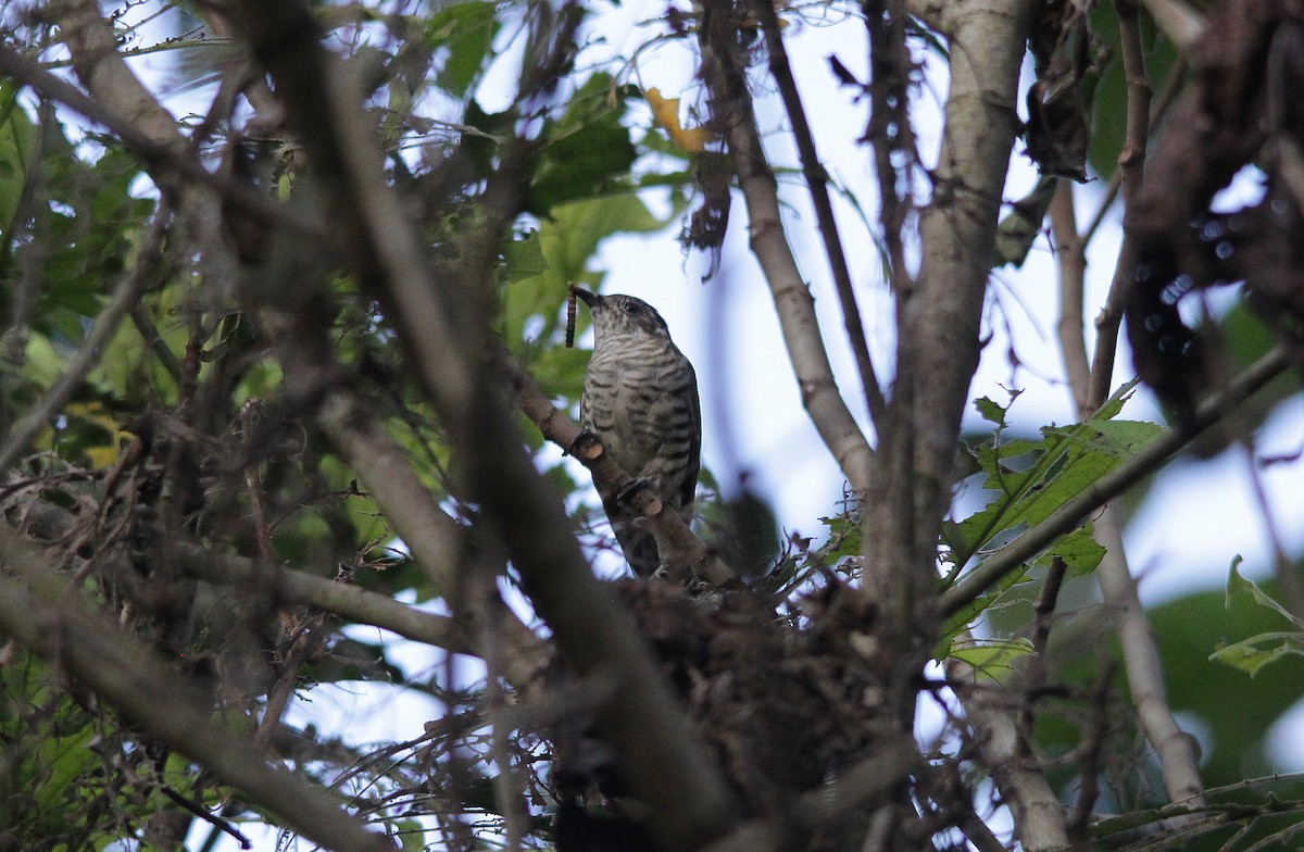 Shining Bronze-Cuckoo - Neil Osborne