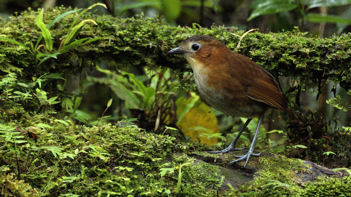 Rusty-tinged Antpitta - Miguel Aguilar @birdnomad