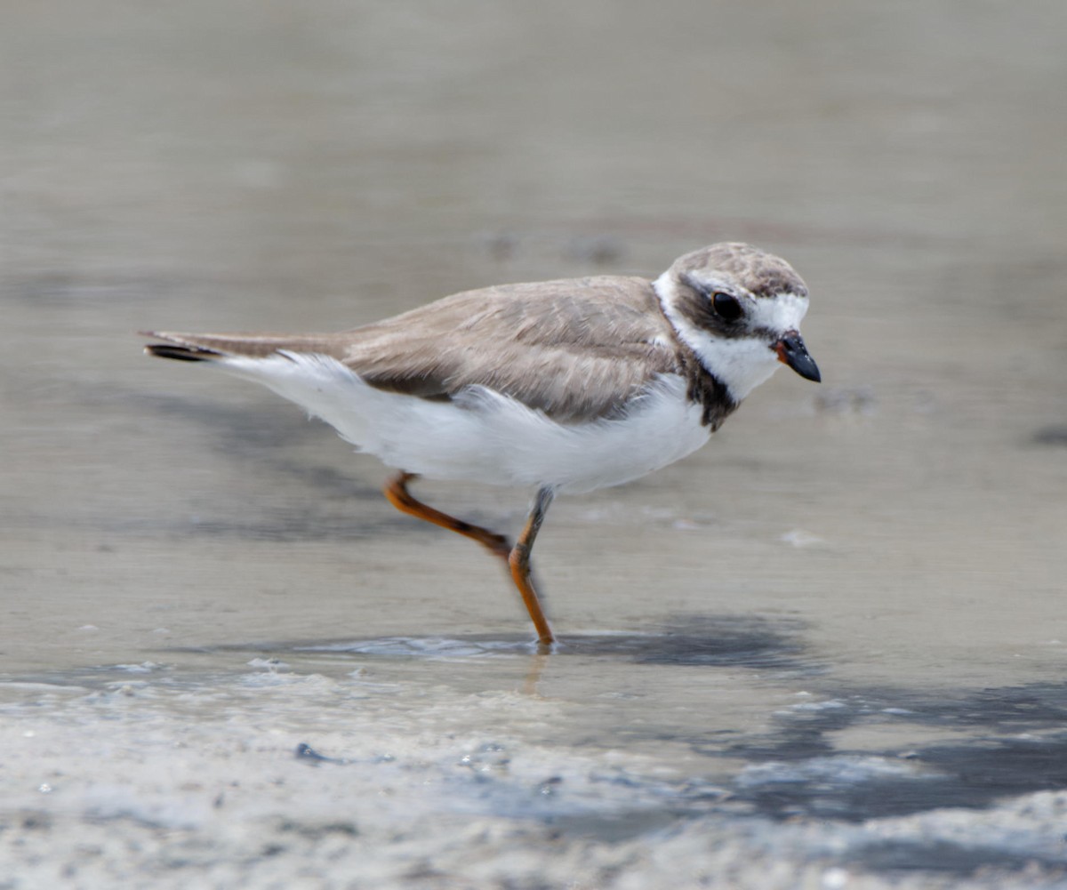 Semipalmated Plover - Leslie Holzmann