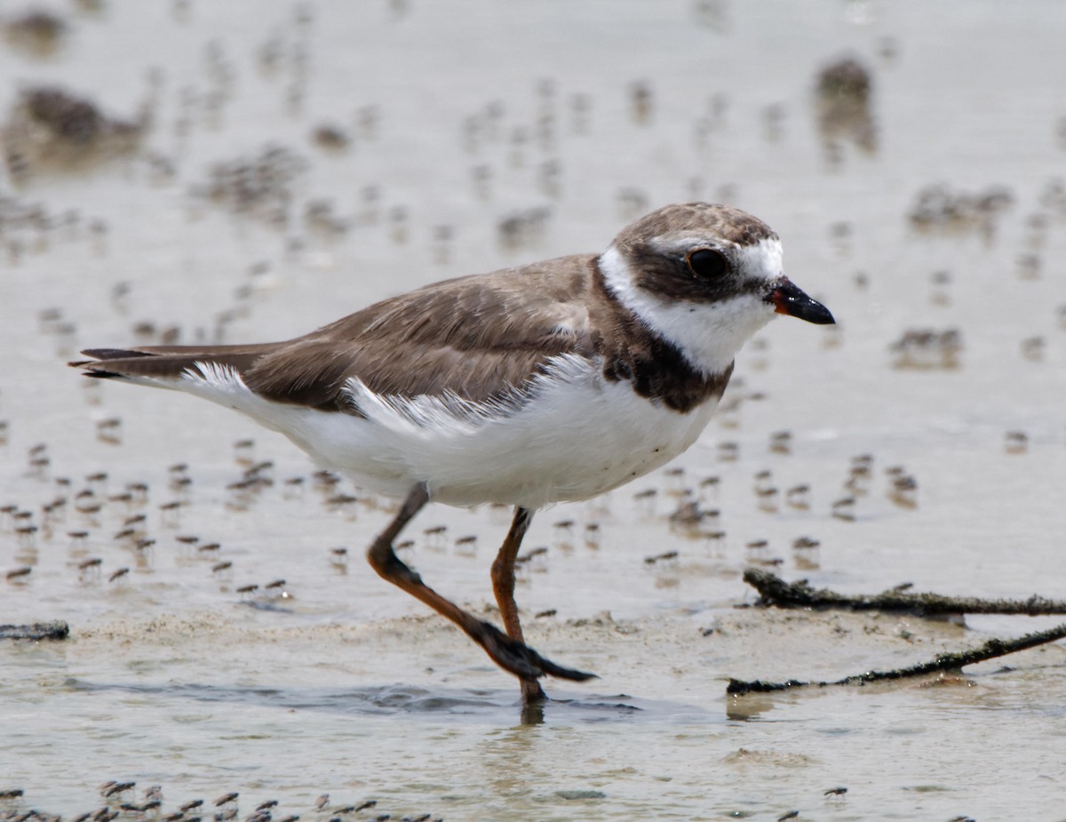 Semipalmated Plover - Leslie Holzmann