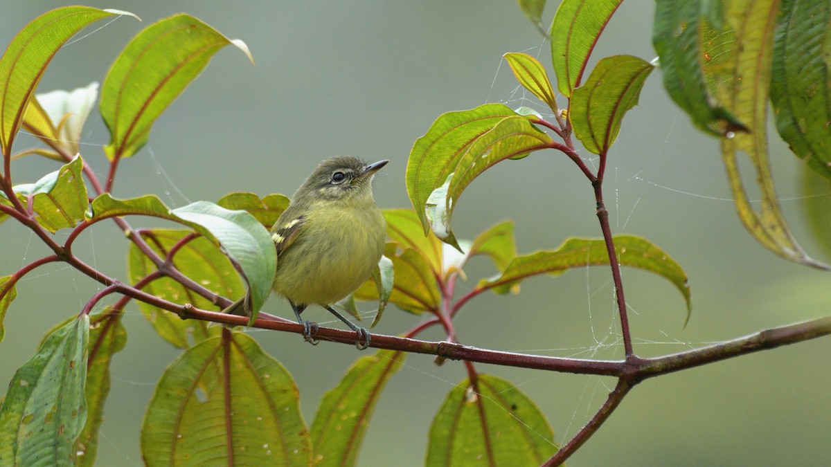 Mottle-cheeked Tyrannulet - Miguel Aguilar @birdnomad