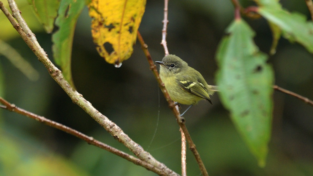 Mottle-cheeked Tyrannulet - Miguel Aguilar @birdnomad