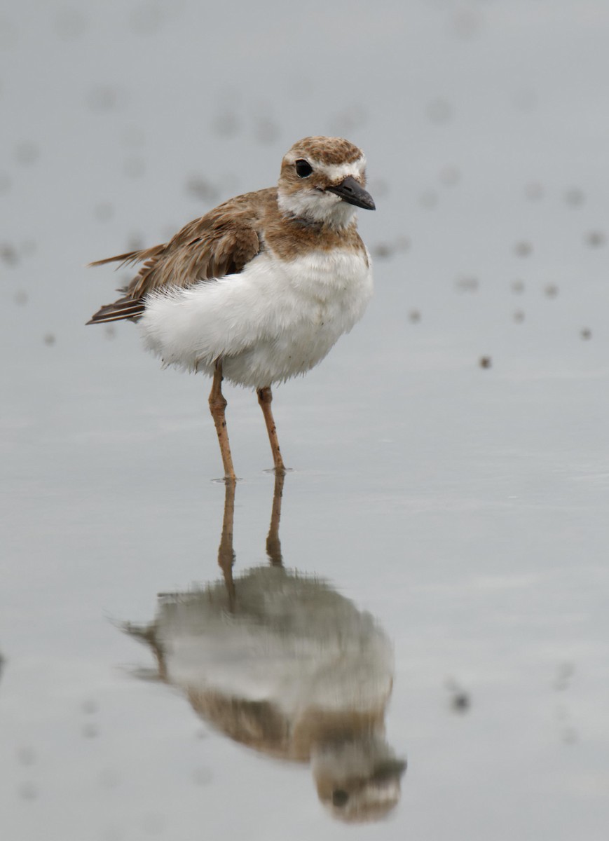 Wilson's Plover - Leslie Holzmann