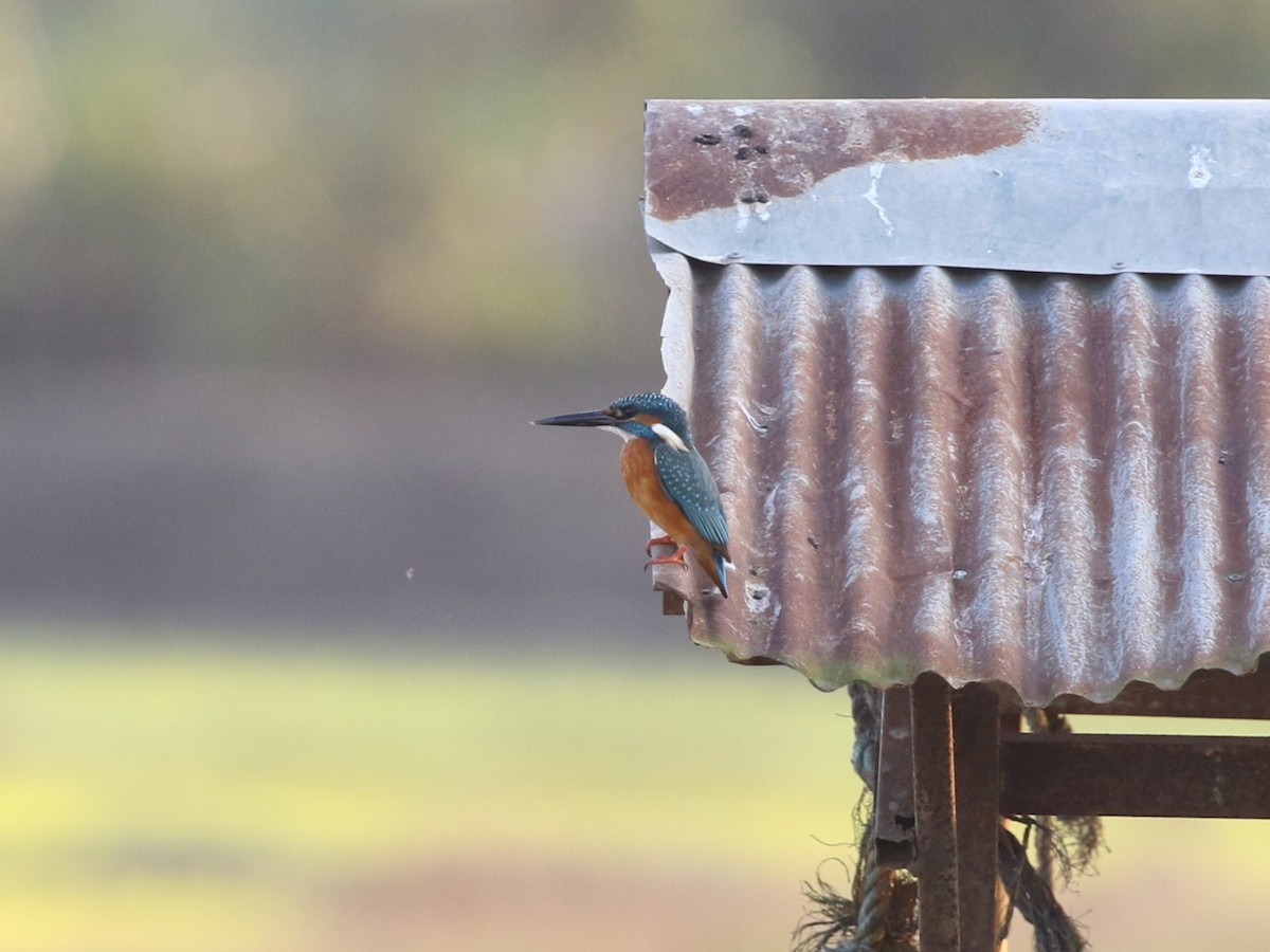 Common Kingfisher (Common) - ML614784043