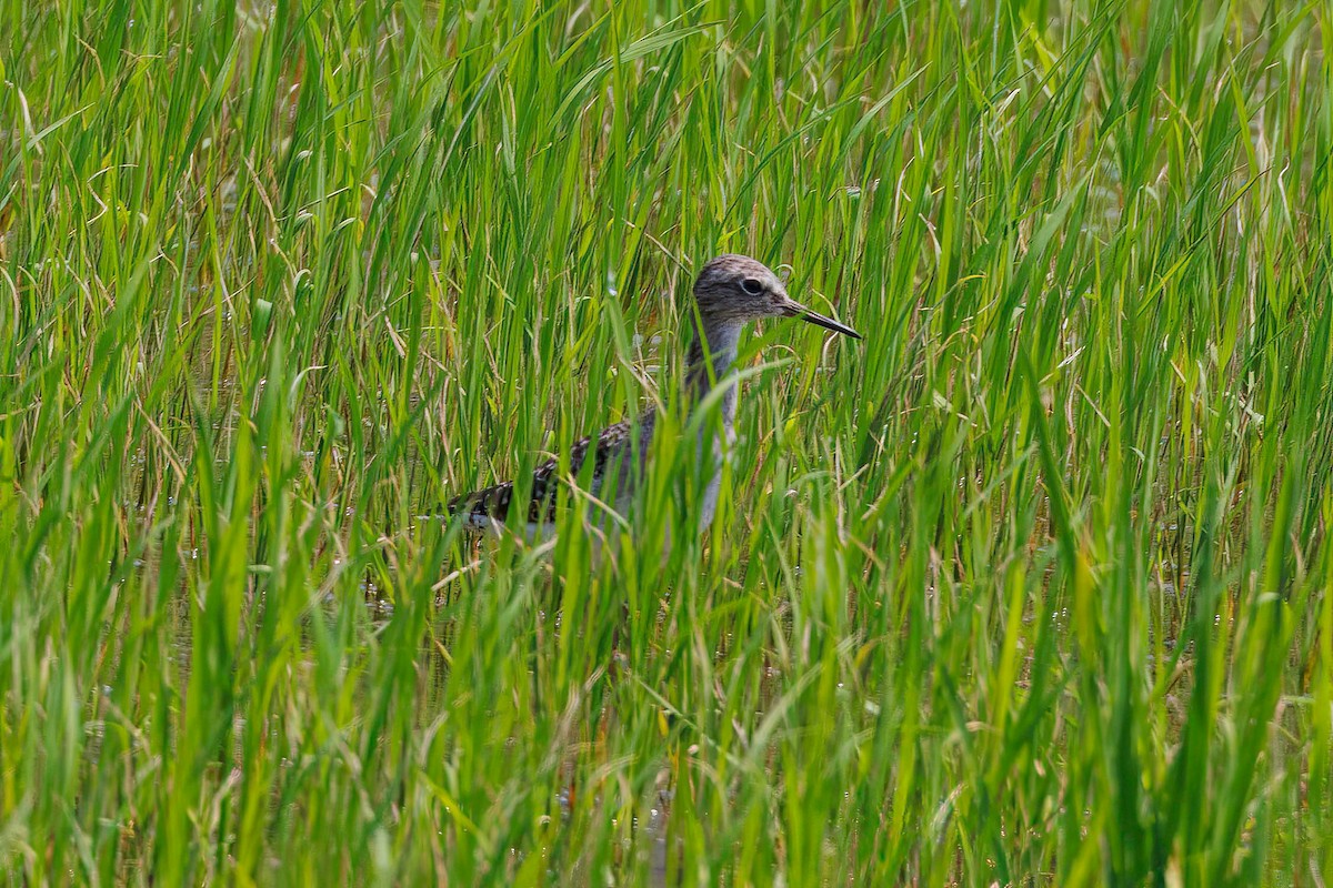 Wood Sandpiper - ML614784049