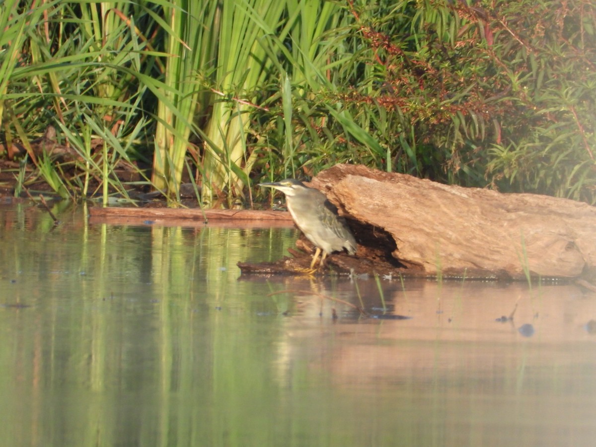 ササゴイ - ML614784059