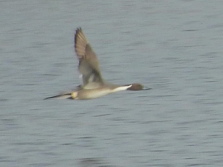 Northern Pintail - ML614784068