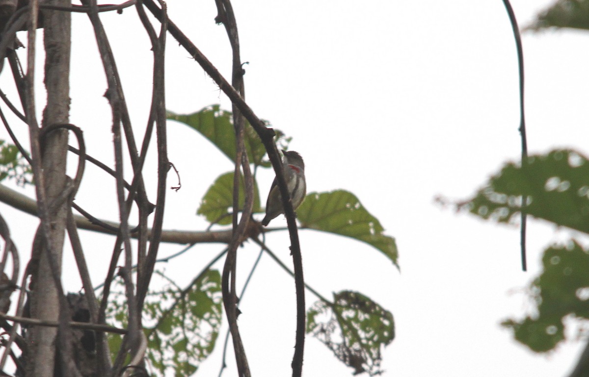 Red-banded Flowerpecker - ML614784080