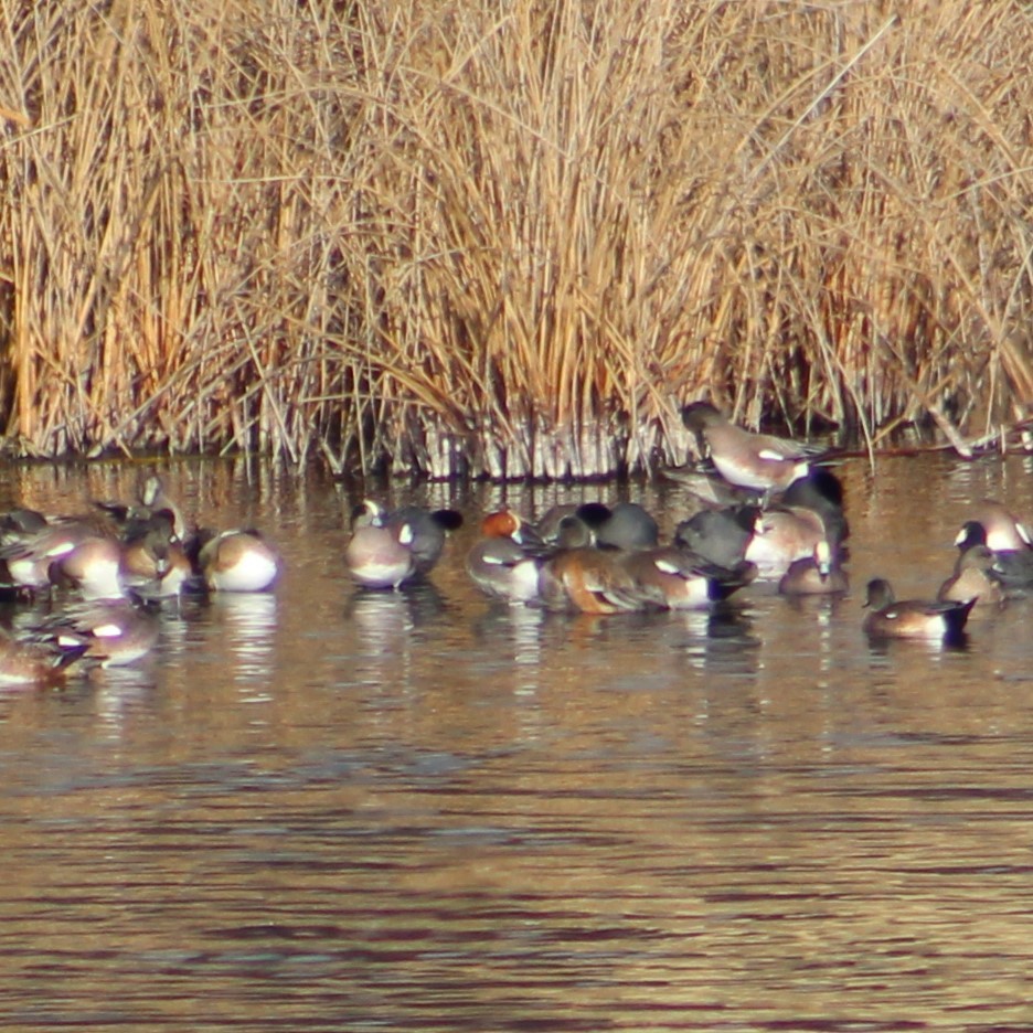 Eurasian Wigeon - ML614784126