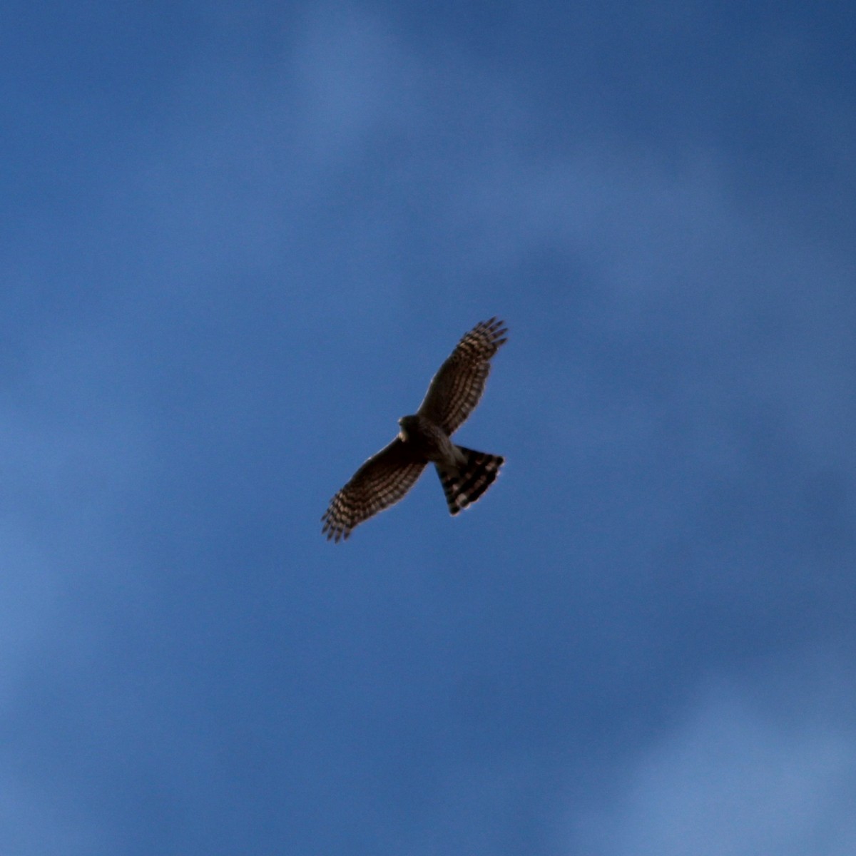 Sharp-shinned Hawk - ML614784204