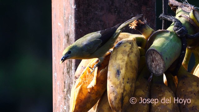 Palm Tanager - ML614784215