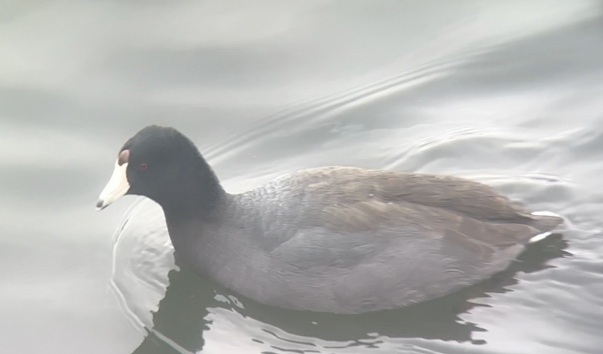 American Coot - ML614784231
