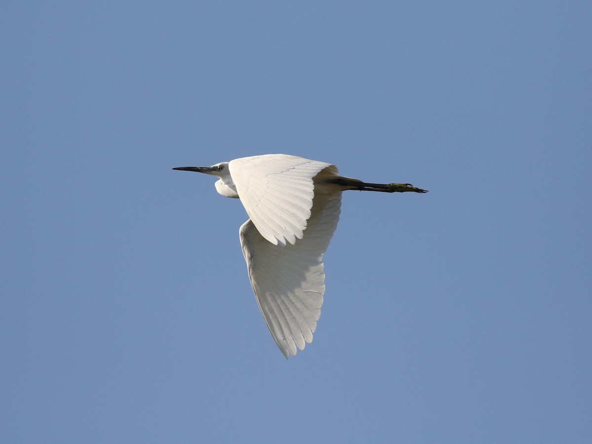 Little Egret (Western) - ML614784249