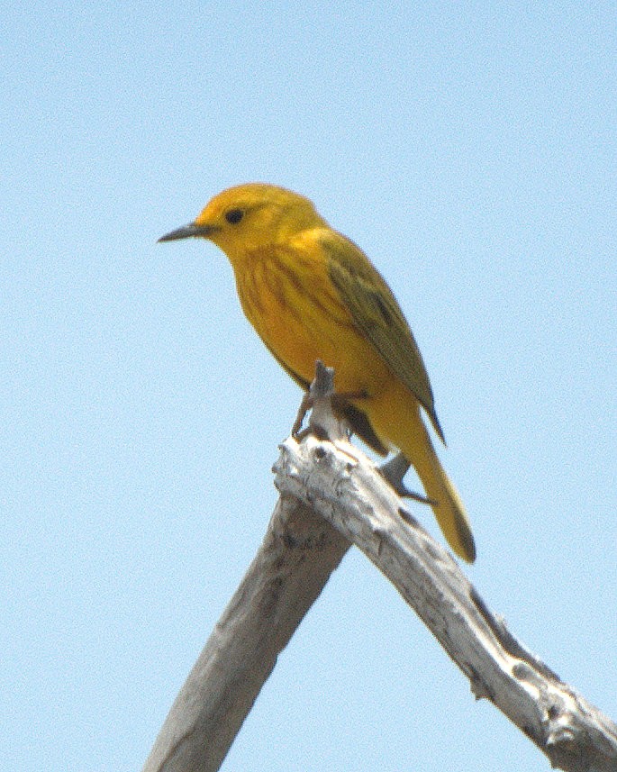 Yellow Warbler - Leslie Holzmann