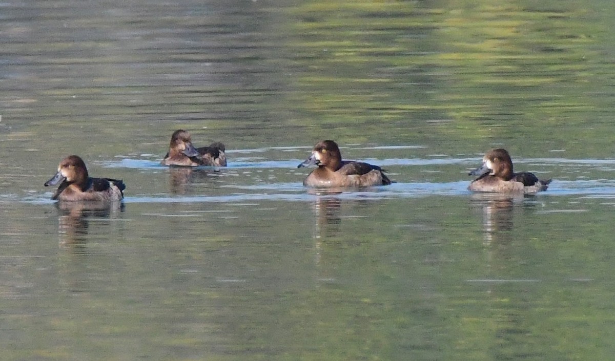 Greater Scaup - ML614784286