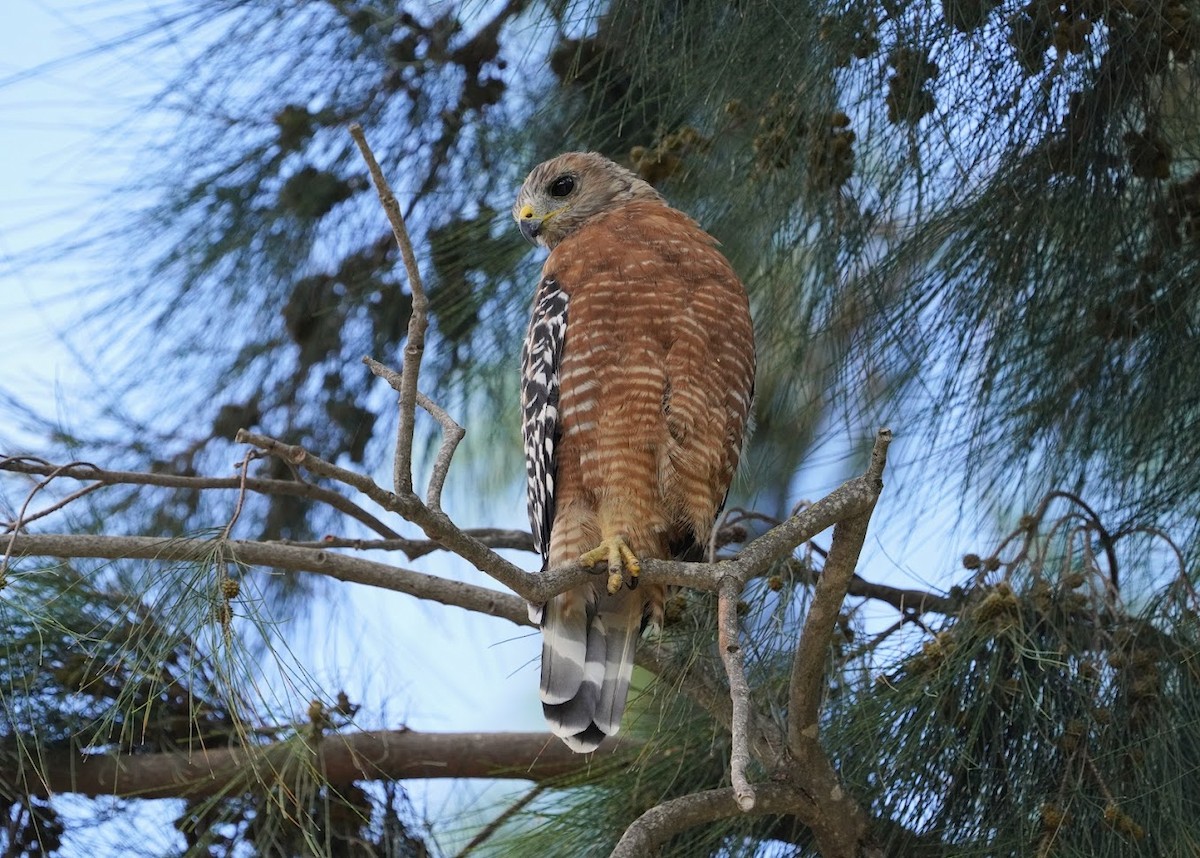 Red-shouldered Hawk - ML614784287