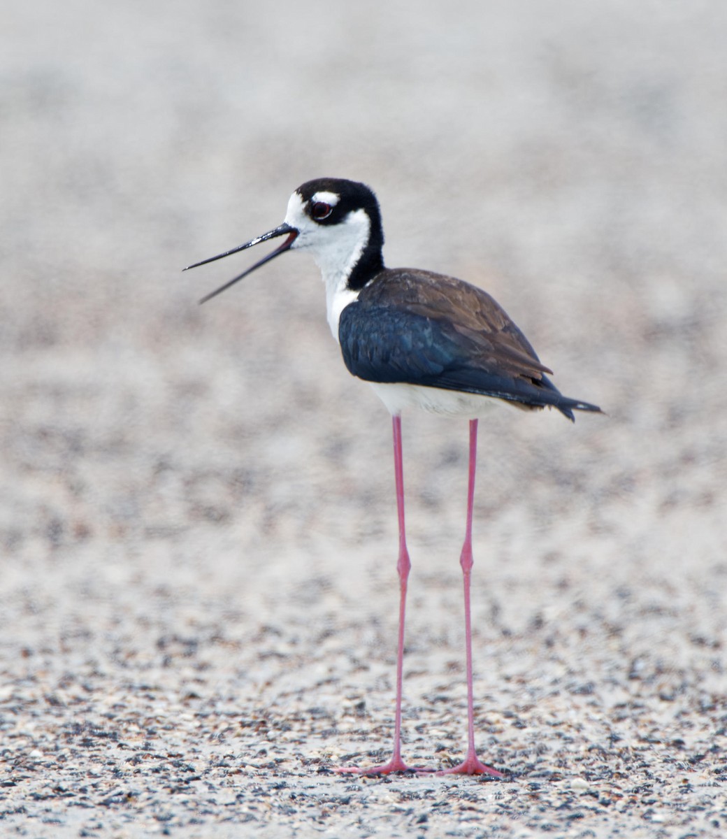 Black-necked Stilt - Leslie Holzmann