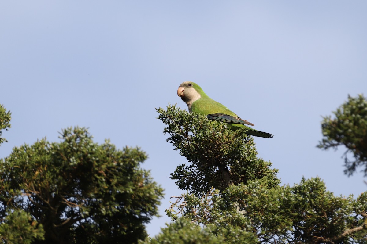 Monk Parakeet - ML614784296