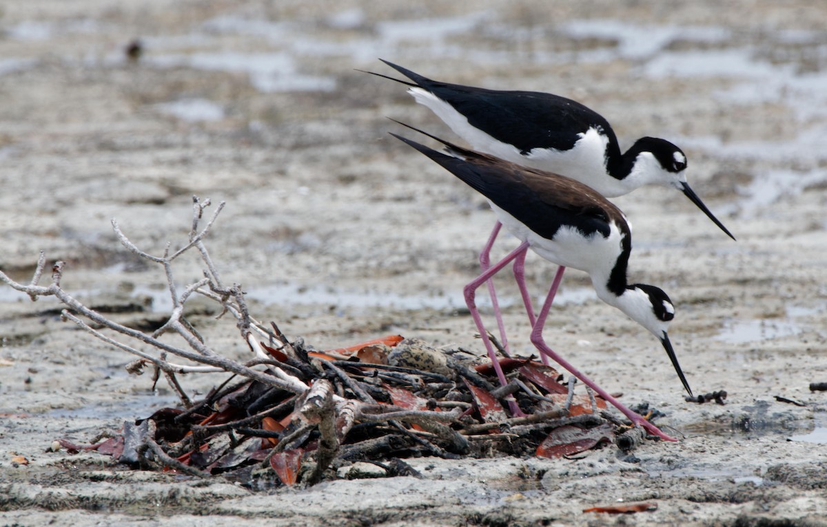 Black-necked Stilt - ML614784299