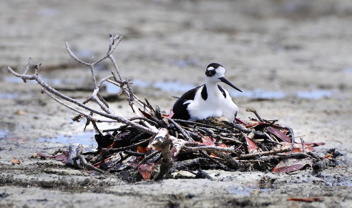 Black-necked Stilt - ML614784301