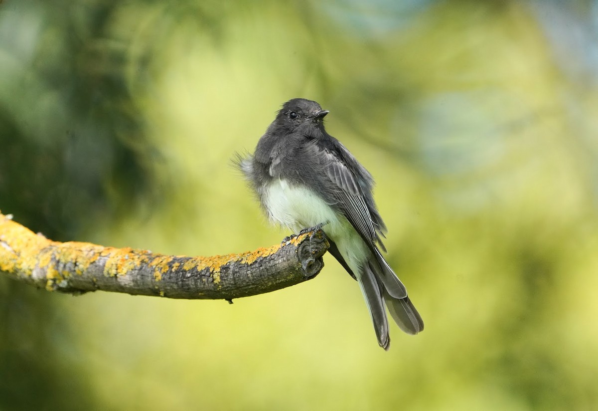 Black Phoebe - ML614784302