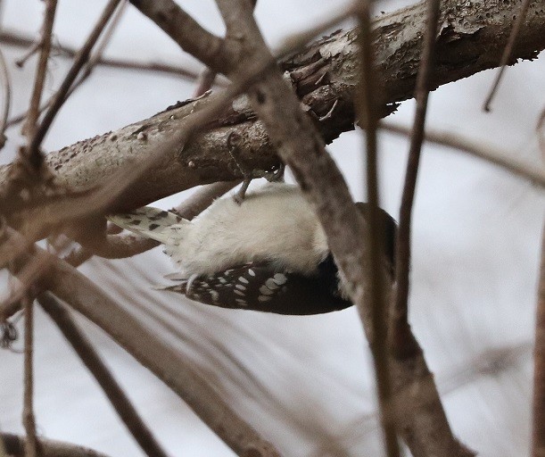 Downy Woodpecker - A. Gary Reid