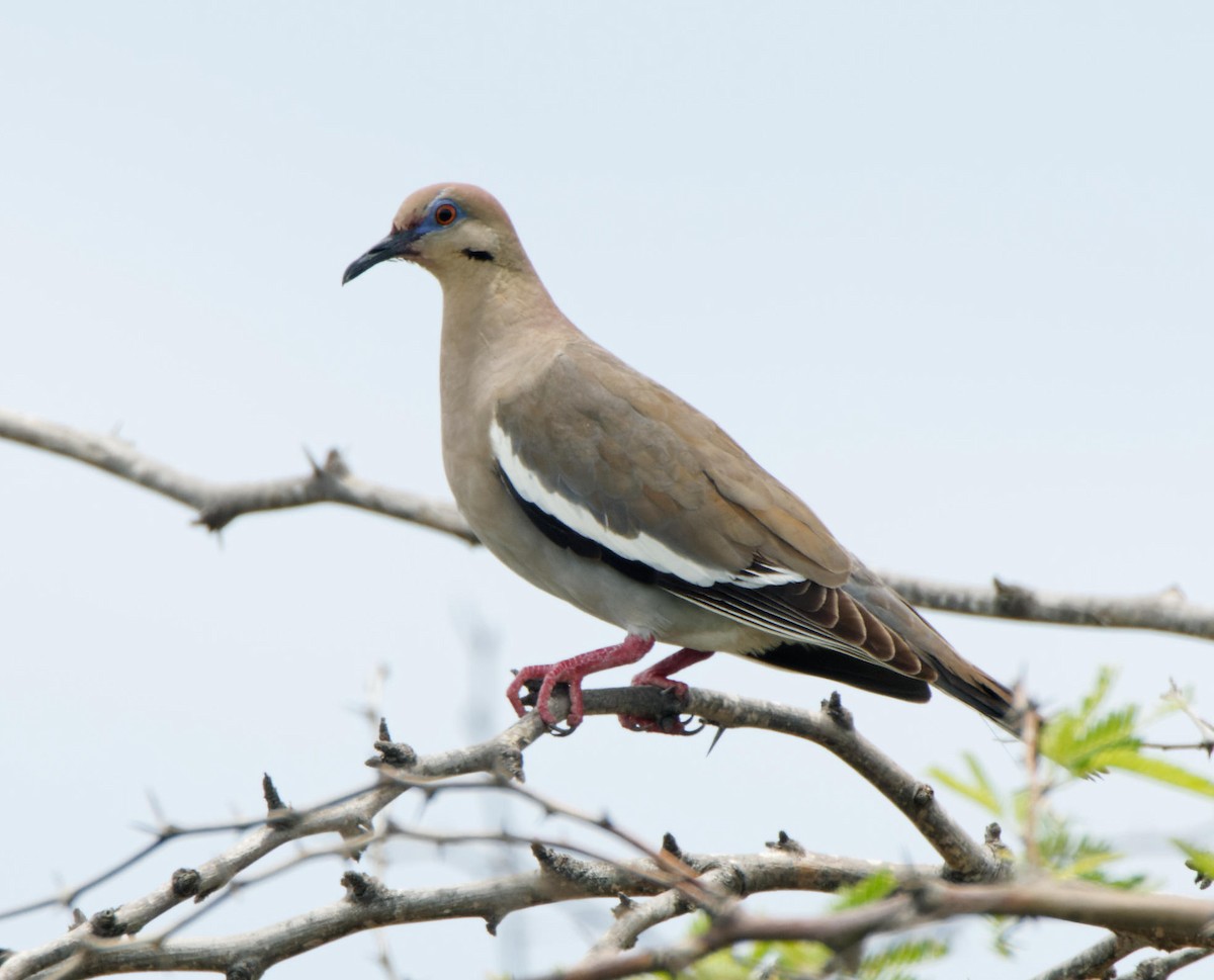 White-winged Dove - Leslie Holzmann