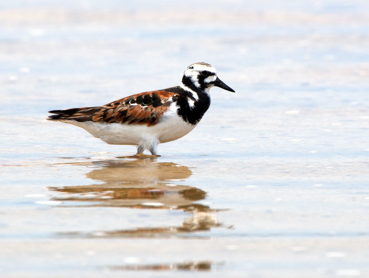 Ruddy Turnstone - ML614784341