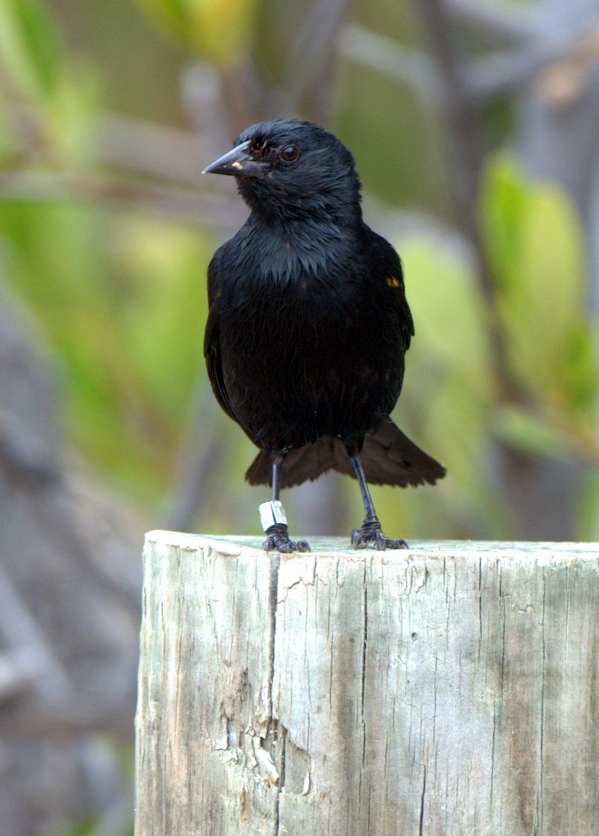 Yellow-shouldered Blackbird - Leslie Holzmann